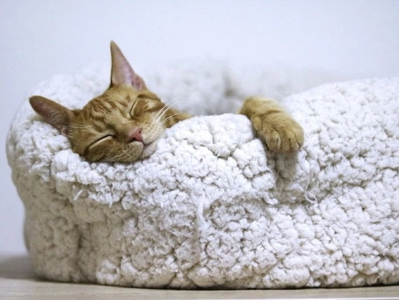 A sleeping cat.