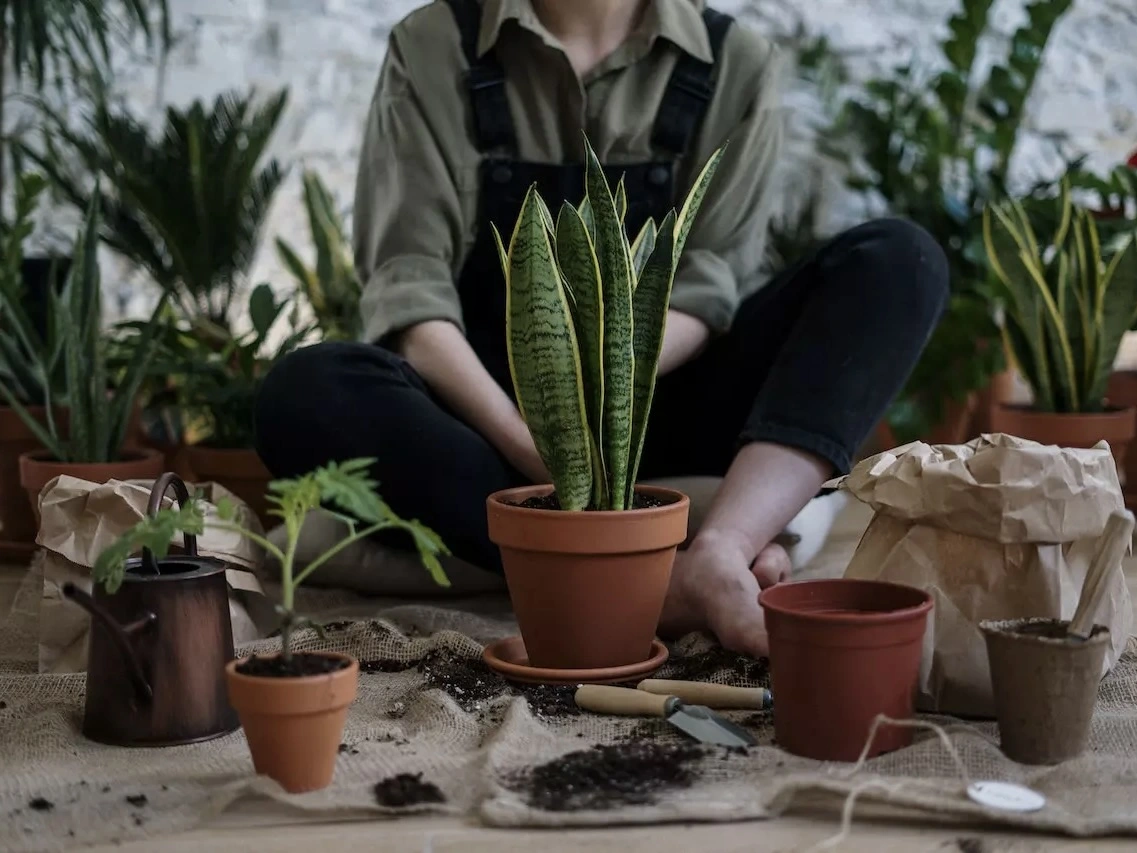 A woman planting plants in pots. 