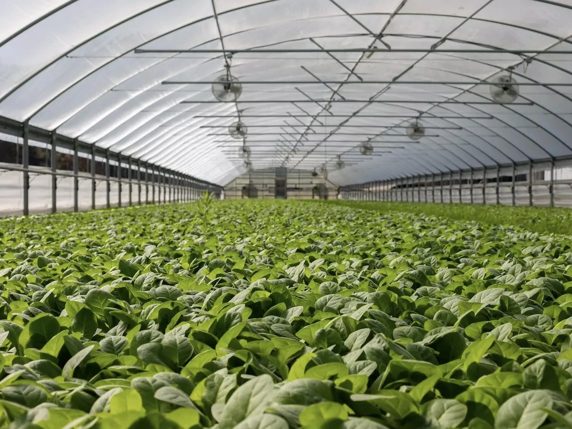 A large farming greenhouse or grow tent. 