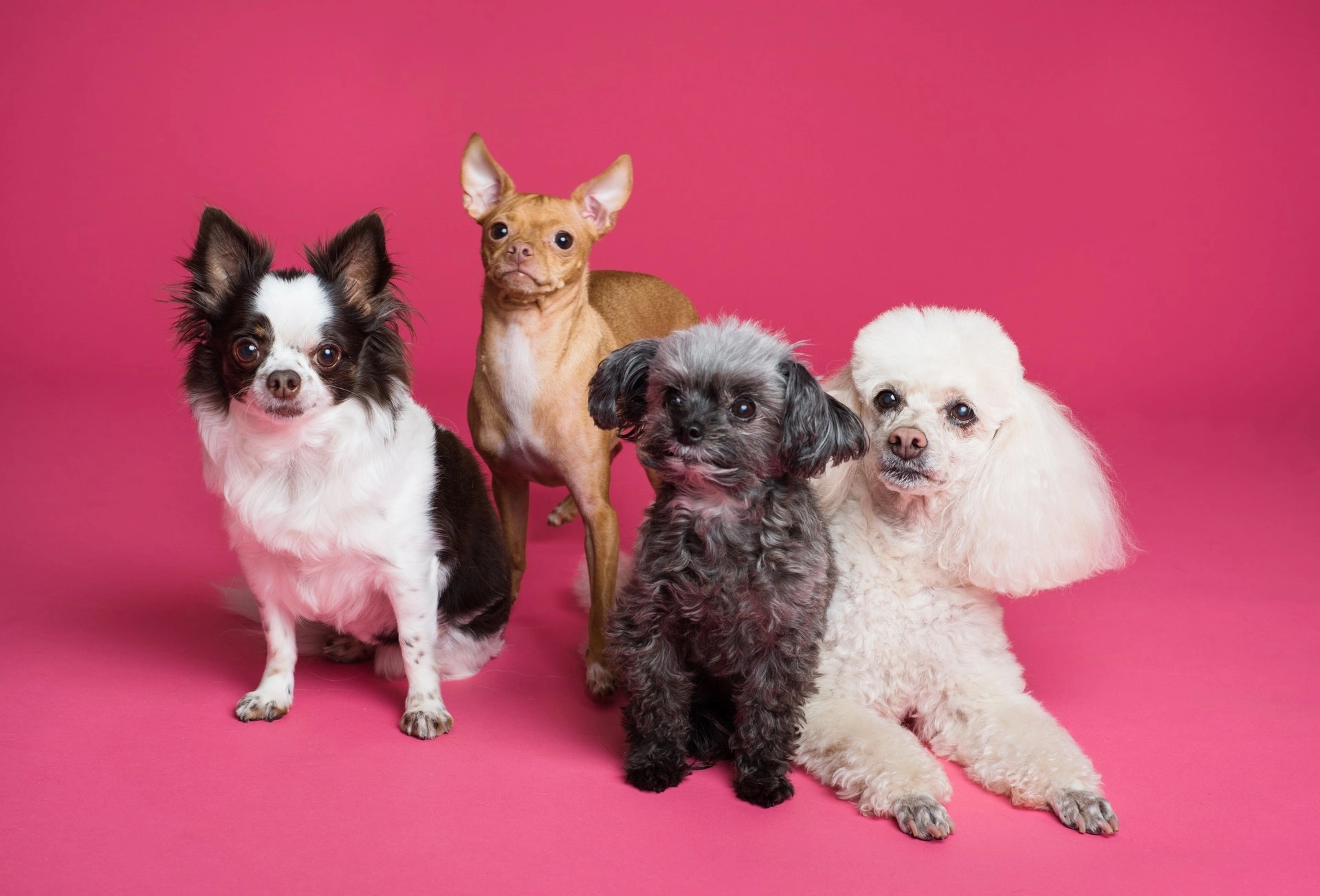 A group of happy-looking dogs.